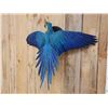 Image 4 : Spectacular Blue & Yellow Macaw In Flight Bird Taxidermy