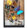 Image 3 : Frame Of 18 Beautiful Butterflies Taxidermy