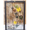 Image 4 : Frame Of 18 Beautiful Butterflies Taxidermy