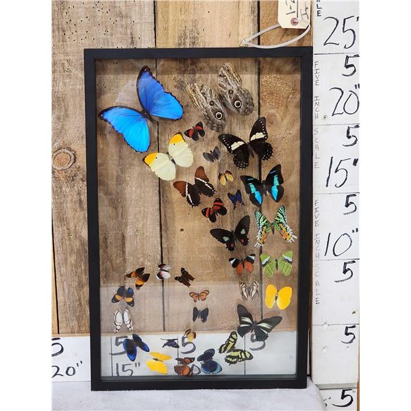 Frame Of 32 Beautiful Butterflies Taxidermy