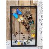 Image 1 : Frame Of 32 Beautiful Butterflies Taxidermy