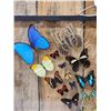 Image 2 : Frame Of 32 Beautiful Butterflies Taxidermy