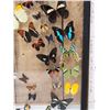 Image 3 : Frame Of 32 Beautiful Butterflies Taxidermy
