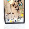 Image 4 : Frame Of 32 Beautiful Butterflies Taxidermy