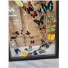 Image 6 : Frame Of 32 Beautiful Butterflies Taxidermy
