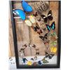 Image 7 : Frame Of 32 Beautiful Butterflies Taxidermy