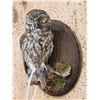 Image 3 : Eurasian Little Owl Full Body Bird Taxidermy