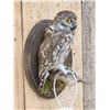 Image 4 : Eurasian Little Owl Full Body Bird Taxidermy