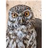 Image 5 : Eurasian Little Owl Full Body Bird Taxidermy