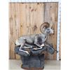 Image 10 : Giant Stone Sheep Full Body Taxidermy Mount