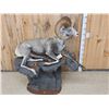 Image 11 : Giant Stone Sheep Full Body Taxidermy Mount
