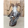 Image 12 : Giant Stone Sheep Full Body Taxidermy Mount