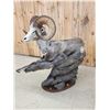 Image 13 : Giant Stone Sheep Full Body Taxidermy Mount