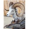 Image 14 : Giant Stone Sheep Full Body Taxidermy Mount