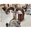 Image 15 : Giant Stone Sheep Full Body Taxidermy Mount