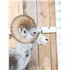 Image 3 : Giant Stone Sheep Full Body Taxidermy Mount