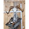 Image 5 : Giant Stone Sheep Full Body Taxidermy Mount