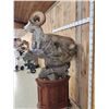 Image 6 : Giant Stone Sheep Full Body Taxidermy Mount