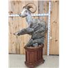 Image 7 : Giant Stone Sheep Full Body Taxidermy Mount