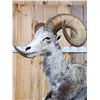 Image 8 : Giant Stone Sheep Full Body Taxidermy Mount