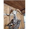 Image 9 : Giant Stone Sheep Full Body Taxidermy Mount