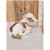 Image 3 : Baby Donkey Full Body Taxidermy Mount