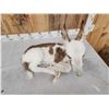 Image 7 : Baby Donkey Full Body Taxidermy Mount