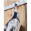 Image 10 : Gorgeous Indian Pied Peacock Full Body Bird Taxidermy