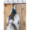 Image 2 : Gorgeous Indian Pied Peacock Full Body Bird Taxidermy