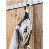 Image 5 : Gorgeous Indian Pied Peacock Full Body Bird Taxidermy