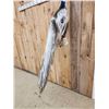 Image 7 : Gorgeous Indian Pied Peacock Full Body Bird Taxidermy