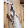 Image 8 : Gorgeous Indian Pied Peacock Full Body Bird Taxidermy