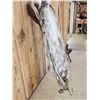 Image 9 : Gorgeous Indian Pied Peacock Full Body Bird Taxidermy