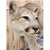 Image 10 : Beautiful Mountain Lion Cougar Full Body Taxidermy Mount