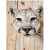 Image 11 : Beautiful Mountain Lion Cougar Full Body Taxidermy Mount