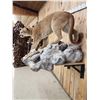 Image 12 : Beautiful Mountain Lion Cougar Full Body Taxidermy Mount