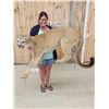 Image 13 : Beautiful Mountain Lion Cougar Full Body Taxidermy Mount