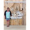 Image 1 : Beautiful Mountain Lion Cougar Full Body Taxidermy Mount