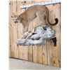 Image 2 : Beautiful Mountain Lion Cougar Full Body Taxidermy Mount