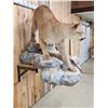 Image 3 : Beautiful Mountain Lion Cougar Full Body Taxidermy Mount
