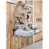 Image 4 : Beautiful Mountain Lion Cougar Full Body Taxidermy Mount