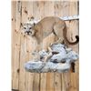 Image 5 : Beautiful Mountain Lion Cougar Full Body Taxidermy Mount