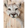 Image 6 : Beautiful Mountain Lion Cougar Full Body Taxidermy Mount