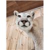 Image 7 : Beautiful Mountain Lion Cougar Full Body Taxidermy Mount