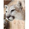 Image 9 : Beautiful Mountain Lion Cougar Full Body Taxidermy Mount