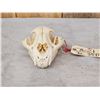 Image 1 : Mountain Lion Cougar Skull Taxidermy