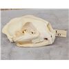 Image 2 : Mountain Lion Cougar Skull Taxidermy