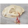 Image 3 : Mountain Lion Cougar Skull Taxidermy