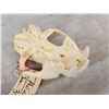 Image 5 : Mountain Lion Cougar Skull Taxidermy