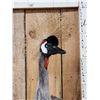 Image 2 : African Crowned Crane Full Body Bird Taxidermy